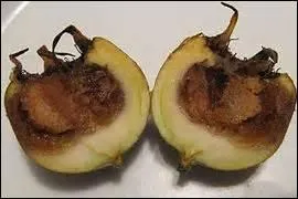 Quel est le stade atteint par ces nèfles ?