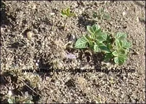 Quelles sont ces feuilles ?