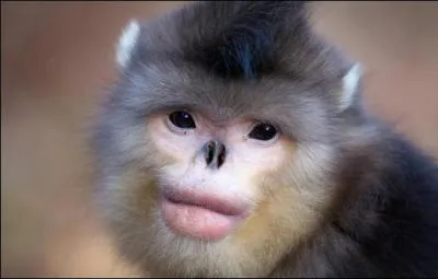 Quel est cet animal bizarre ?