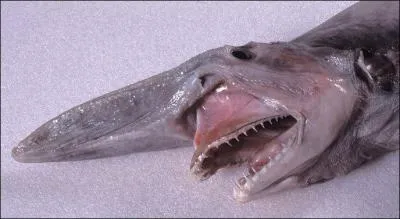 Comment s'appelle ce requin ?