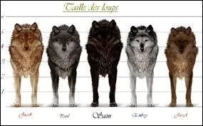 Twilight 3 : Quel loup va prévenir Edward et Bella que la bataille a commencé ?