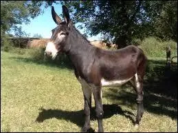 Quel est cet animal ?