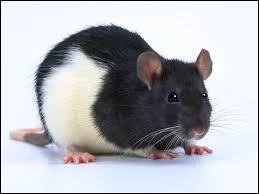 Quel est cet animal ?