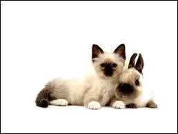 Quel est cet animal ?