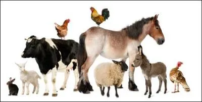 Ce sont des animaux :