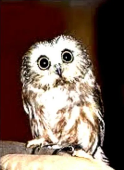 Comment s'appelle le nouveau hibou de Ron ?