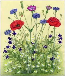 Un "adav" décolle et atterrit verticalement.