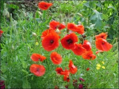 "Ado" est l'abréviation du mot adolescence.