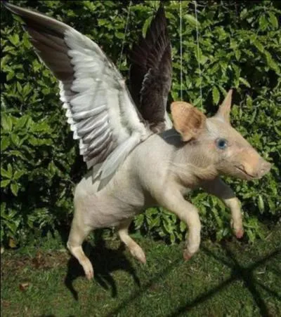 Amis des animaux, cette affaire est pour vous. Donne cochons...