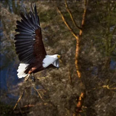 Trouvez la solution par l'aigle des Açores et tirez dans la lucarne !