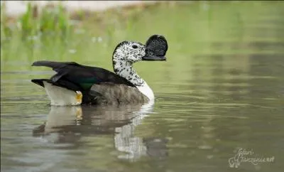La solution est très simple, trucage ou pas trucage ?