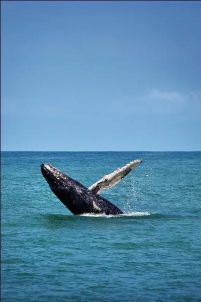 La solution en appelle au film "Full Metal Jacket" : Chef, oui chef !