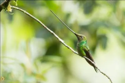 Edmond Rostand vous donne la solution !