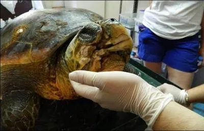 La solution ne se traîne pas toujours, d'après Monsieur de La Fontaine !