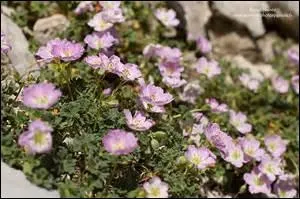 Quel nom porte cette plante fleurie, montagnarde ?