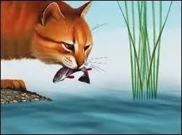 Vrai ou faux ? Avant d'être apprentie guerrière, elle était apprentie guérisseuse.