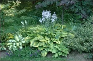 Elles apprécient l'ombrage, la terre fraîche.