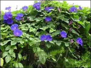 Elle s'enroule, est volubile, parfois géante, toujours splendide.