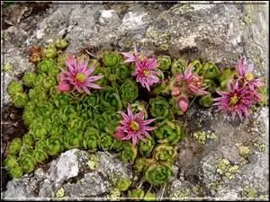 Adore les rocailles qu'elle décore de ses rosettes charnues.