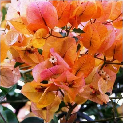 Floraison flamboyante.