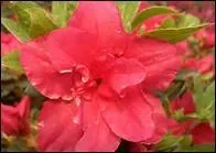 De la famille des Ericaceae.