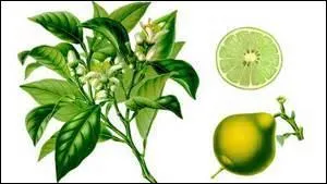 On la nomme poire du seigneur.