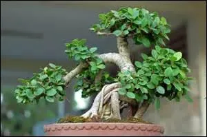 Il demande un travail de taille très minutieux.