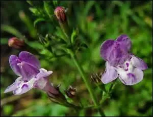 Cette plante aime les bois et les rocailles.