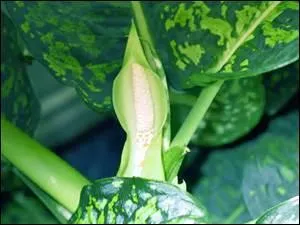 Cette plante porte le joli surnom de canne des muets.