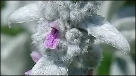 Oreille de lapin ou d'ours, comme vous préférez.