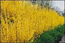 Une floraison digne de rivaliser avec l'or du Soleil.