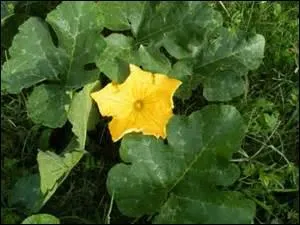 Farcissez les feuilles ou bien attendez la fructification, et enfin la maturation pour faire de délicieuses soupes.