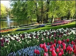 Cette carte représente le parc d'un pays où les fleurs de cette variété sont incontournables. Lequel ?