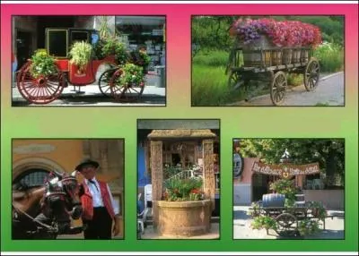 De quelle région ces fleurs en nombre sur la carte postale sont-elles caractéristiques ?