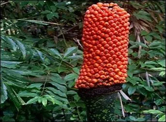 Il paraît que l'on peut admirer la fleur de cette plante au Jardin botanique national de Belgique près de Bruxelles.
