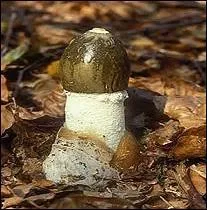 Il dégage une odeur putride.