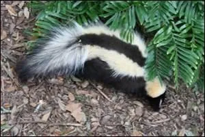 La dame porte une robe joliment rayée, mais ses glandes anales produisent un liquide nauséabond.