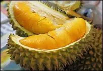 Une odeur fétide d'excréments, de mort pour le ------ qui doit se consommer bien mûr.