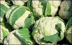 Si vous voulez avoir le plaisir de cuisiné le chou sans odeur, placez un quignon de pain dur dans l'eau de cuisson ou un bouchon de liége.
Combien y a-t-il de fautes ?