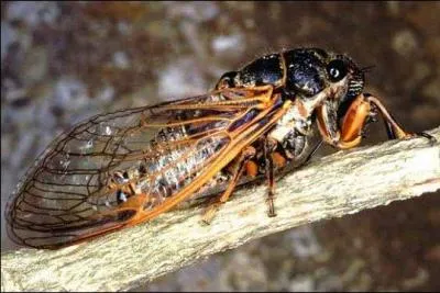 On dit que la cigale :