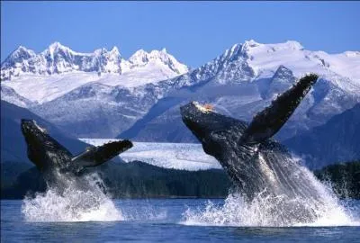 Le 49e Etat fait presque trois fois la taille de la France. Le grand chariot de la Grande Ourse et l'étoile polaire sont représentés sur son drapeau. Quel Etat abrite le Mont McKinley (6168m), le point culminant d'Amérique du Nord ?