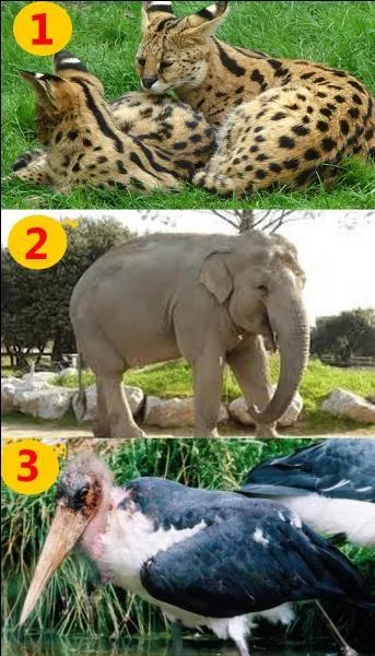 Regardez bien l'image et dites-moi parmi ces trois animaux, lequel ne vit pas sur le continent africain ?