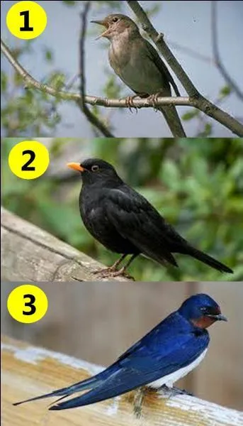 Quel oiseau a chanté Georgette Plana ?