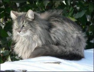 (Dans le deuxième cycle) 
Pourquoi Plume Grise ne participe-t-il pas au début du voyage pour trouver un nouveau territoire ?