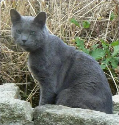 Quel est le nom de guerrière d'Étoile Bleue ?