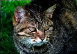 Comment est mort Étoile du Tigre ?