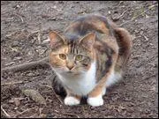 Quel chat n'a pas été tué par Étoile du Tigre ?