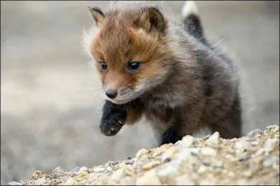 Regarde-le bien et ne te trompe pas !