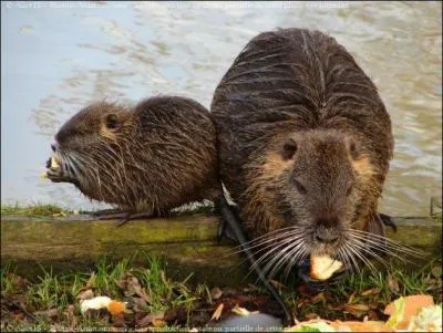 Voyons si tu es capable de reconnaître l'espèce !