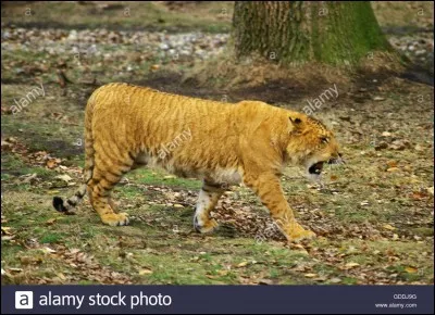 Comment s'appelle le croisement entre une tigresse et un lion ?